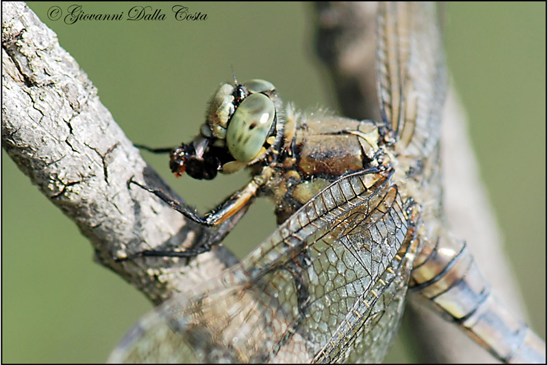 Libellula con preda - Orthetrum cancellatum, femmina